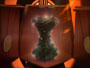 Orb Contemplacion 