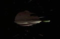 Ferengi Shuttle2